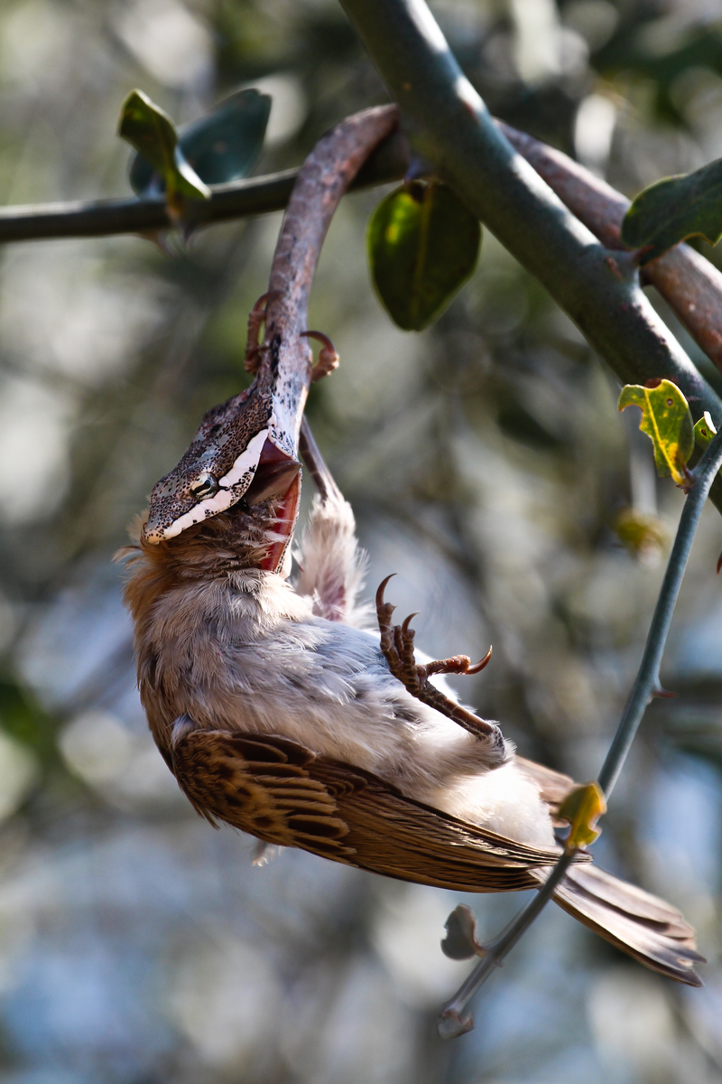 Image: Leejiah Dorward/British Ecological Society